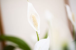 Impressionen aus der Praxis 2: Weiße Blume